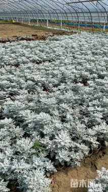 高度17厘米银叶菊