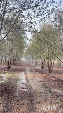 25公分美国红枫-红冠