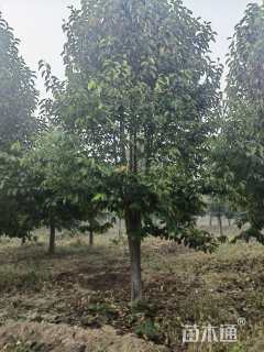 20公分二乔玉兰