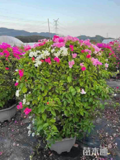 冠幅100厘米三角梅球