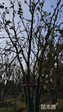 60公分(5杆)丛生乌桕