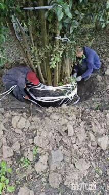 10公分(4杆)丛生女贞