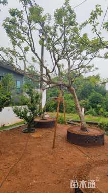 20公分红果冬青