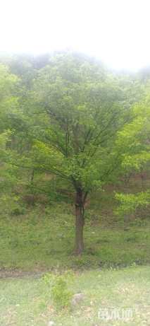 高度9厘米丛生五角枫