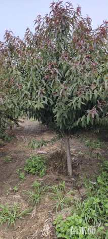 13公分红叶碧桃