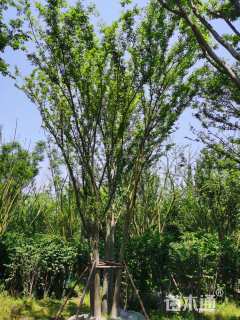 30公分(4杆)丛生榉树