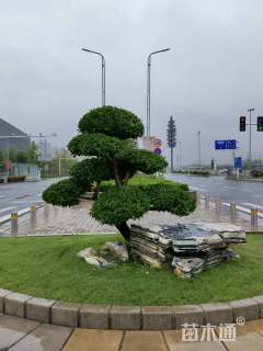 高度270厘米卫矛