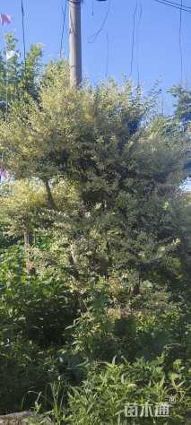 5公分造型小叶榕