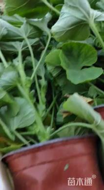 高度15厘米天竺葵