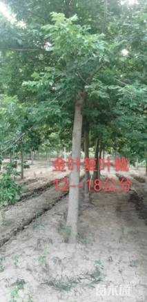 18公分金叶复叶槭