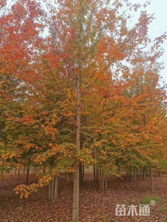 12公分美国红枫