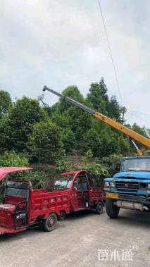 高度400厘米茶花