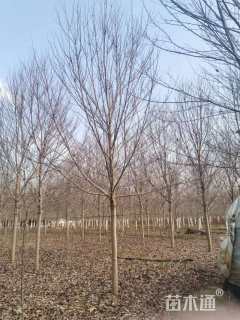 12公分美国红枫-红冠