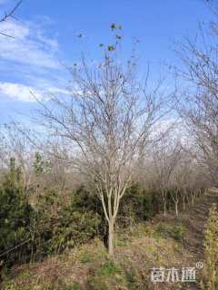 11公分西府海棠