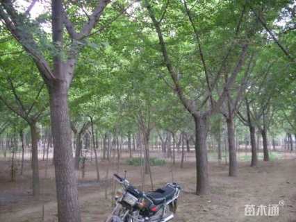 20公分嫁接银杏