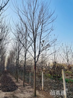 13公分美国红枫