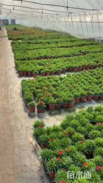 高度20厘米康乃馨