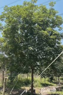 15公分紫花风铃木