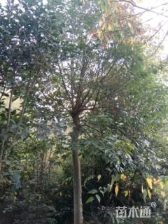 15公分红果冬青