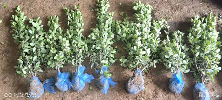 冠幅20厘米大叶黄杨球