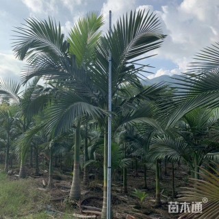 裸干高200厘米假槟榔