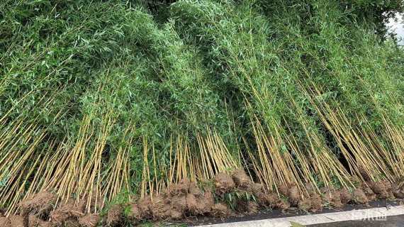 地栽苗金镶玉竹