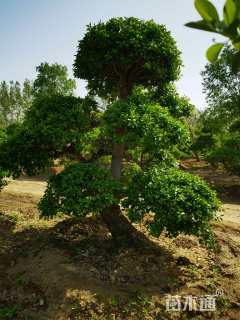 30公分造型卫矛