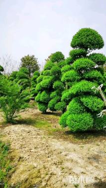 高度300厘米小叶女贞