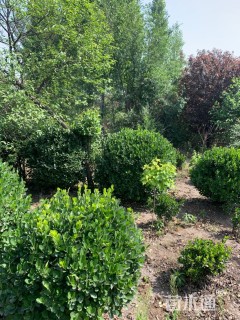 冠幅1500厘米卫矛球