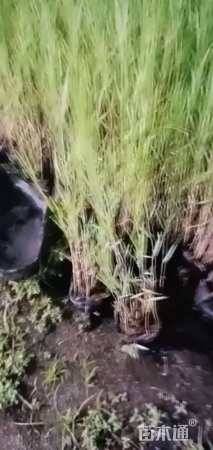 高度60厘米芦苇