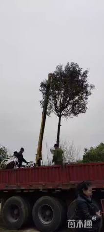 15公分高杆红叶石楠