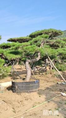 15公分造型油松