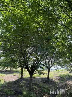 20公分染井吉野樱