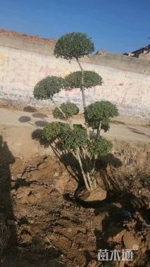 20公分造型小叶女贞