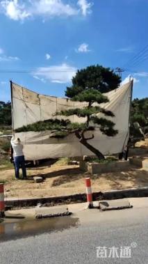 15公分造型黑松