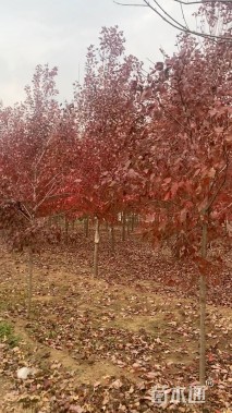 10公分美国红枫