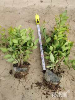 高度40厘米金森女贞