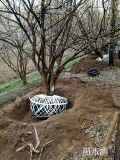 高度700厘米山茱萸