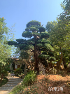 40公分造型罗汉松