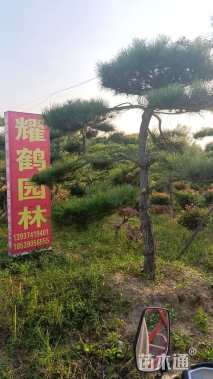 高度2.5厘米黑松