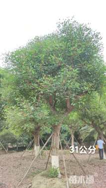 30公分鸡冠刺桐