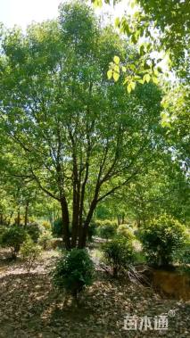 12公分丛生香樟