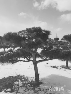 高度200厘米黑松