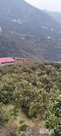 高度1200厘米脐橙