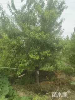 15公分青叶碧桃