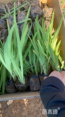 高度20厘米射干