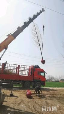 12公分金叶水杉