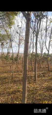 15公分黄山栾树