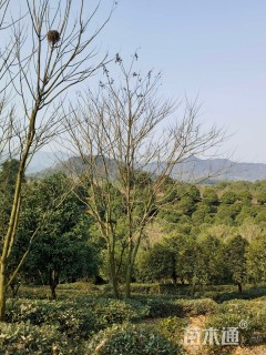 8公分(2杆)丛生无患子