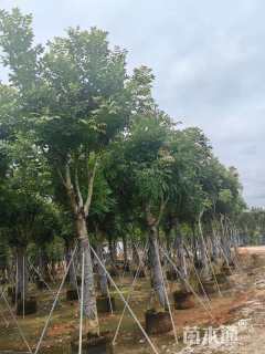 15公分桃花心木